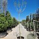 Albizia julibr. Ombrella 220 cm stam container 18-20 lei 150x120