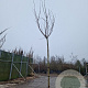 Albizia julibr. Ombrella 220 cm stam met kluit