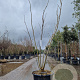 Albizia julibr. Ombrella 250-300 cm cont. 65L meerstammig