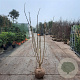 Albizia julibrissin 175-200 cm draadkluit meerstammig solitair