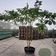 Albizia julibrissin 200-250 cm container struik solitair