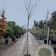 Albizia julibrissin 200 cm stam 30L 8-10