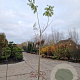 Albizia julibrissin 200 cm stam container 10-12 lei 150x120