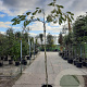 Albizia julibrissin 200 cm stam container 6-8