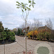 Albizia julibrissin 200 cm stam container 8-10