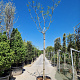 Albizia julibrissin 220 cm stam container 16-18