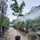 Albizia julibrissin 220 cm stam container 16-18