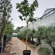 Albizia julibrissin 220 cm stam container 18-20 lei 150x120