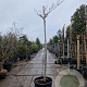 Albizia julibrissin 220 cm stam container 18-20 lei 150x120