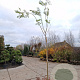 Albizia julibrissin 220 cm stam container 8-10