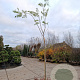 Albizia julibrissin 220 cm stam container 8-10