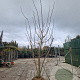 Albizia julibrissin 250-300 cm draadkluit meerstammig solitair