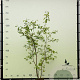 Amelanchier lamarckii 175-200 cm container meerstammig