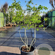 Amelanchier lamarckii 200-250 cm container spil