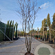 Amelanchier lamarckii 250-300 cm container meerstammig
