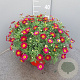 Argyranthemum frutescens GM C3