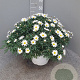 Argyranthemum frutescens GM Per 300 Zaden