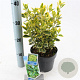Euonymus jap. Marieke 20-25 cm 2,0L