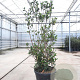 Arbutus unedo 175-200 cm cont. 110L