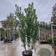 Arbutus unedo 250-300 cm cont. 90L meerstammig