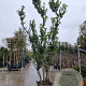 Arbutus unedo 350-400 cm cont. 130L meerstammig