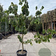 Asimina triloba 200-250 cm 50L