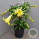 Brugmansia candida 100 cm 18L stam geel