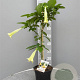 Brugmansia candida 90 cm 5,0L stam
