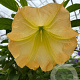 Brugmansia candida 90 cm 5,0L stam