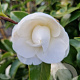 Camellia j. 'Miss Lyla' 125 cm 50L solitair