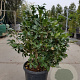 Camellia japonica 100-125 cm 35L extra