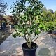 Camellia japonica 125-150 cm container paraplu