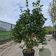 Camellia japonica 150-175 cm container 