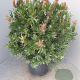 Callistemon 'Red Rocket' 80 cm stam 30L bol