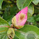 Camellia sasanqua 80 cm stam container kroon 100-125