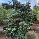 Camellia vernalis 'Yuletide' 175-200 cm container meerstammig