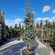 Cedrus atl. 'Glauca' 250-300 cm cont. 130L