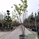 Cercis canadensis 250-300 cm container meerstammig