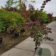 Cercis can. 'Forest Pansy' 175-200 cm container meerstammig