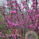 Cercis can. 'Forest Pansy' 200-250 cm container meerstammig