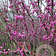Cercis can. 'Forest Pansy' 200-250 cm container meerstammig