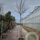 Cercis can. 'Forest Pansy' 200 cm stam container 12-14