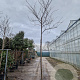 Cercis can. 'Forest Pansy' 220 cm stam container 10-12