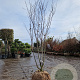 Cercis can. Red Force 200-250 cm draadkluit meerstammig