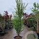 Cercidiphyllum japonicum 250-300 cm container meerstammig