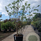 Cercis siliquastrum 200-250 cm container meerstammig extra