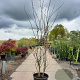 Cercis siliquastrum 250-300 cm container meerstammig