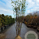 Cercis siliquastrum 250-300 cm draadkluit meerstammig solitair