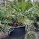 Chamaerops humilis argentea 125-150 cm container 