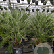 Chamaerops humilis 100 cm 35L